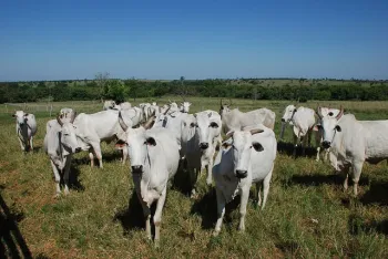 Foto: Secretaria de Agricultura de S�o Paulo