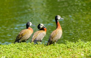 O caso foi identificado em uma ave da esp�cie irer� (Dendrocygna viduata), esp�cie de marreco encontrado na �frica tropical, nas Antilhas e na Am�rica do Sul. Foto: Ney Matsumura/ Parque Ibirapuera