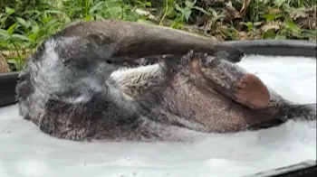 Tamandu�-bandeira viraliza com banho de espuma em zoo no Hava� Foto: Reprodu��o/Instagram
