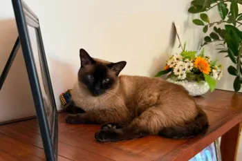 Mimosa a gata que transforma flores em demonstra��es de carinho. (Foto: Cristiele Pedroso)