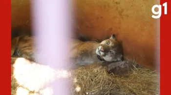 On�a-parda resgatada debilitada volta � natureza ap�s meses de recupera��o