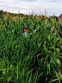 Estudo identificou diferen�as significativas no desempenho do milho quando consorciado com braqui�ria h�brida Mavuno