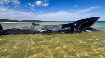 Menina de 10 anos ajuda a salvar baleia-jubarte encalhada em praia na Austr�lia Foto: Reprodu��o/Facebook