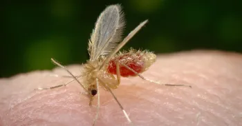 Mosquito-palha, transmissor da leishmaniose. Foto: Divulga��o/Governo de SP