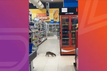 Paca dentro de um supermercado em Ju�na V�deo: CBM/MT