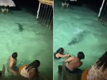 Crocodilo nada em dire��o a turistas em resort de Belize. Foto: Reprodu��o/X
