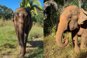 Elefanta Baby em sua nova casa no Santu�rio de Elefantes Brasil (Foto: Reprodu��o/SEB)