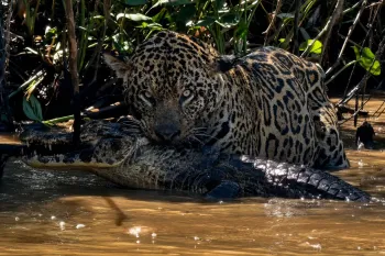 On�a Bororo aparece com jacar� na boca no Pantanal. - Foto: Mateus Rauber
