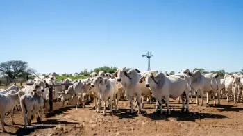 Divulga��o Zoetis (Ajustada por IA)