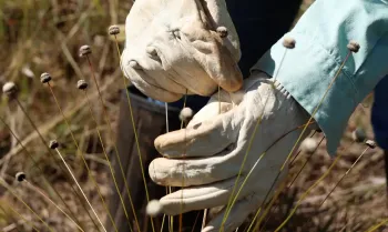 Plantas consideradas extintas foram encontradas depois de d�cadas. (Foto: Matheus Zaza/Video Delivery)