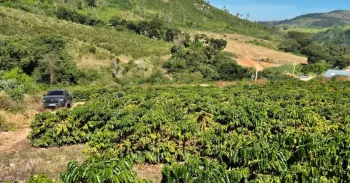 Produ��o de caf� ajuda a elevar economia do agro Fernanda Pressinott