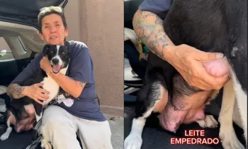 V�deo mostra a cachorrinha Lila, que tem leite empedrado nas mamas Foto: Garra Animal/Instagram