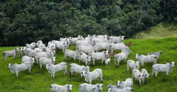 Impacto mencionado nas discuss�es setoriais pode chegar a cerca de R$ 100 por animal. Foto: Wenderson Araujo