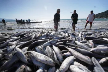 O Minist�rio da Pesca e Aquicultura encerrou oficialmente a safra da tainha de 2026 (Foto: Ricardo Wolffenbuttel/Secom SC)