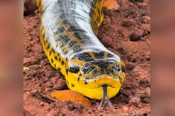 Sucuri-amarela desfila pelo Pantanal (Foto: Fagner de Almeida Roque)