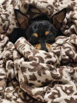 A cachorrinha Afrodite
