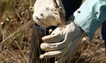 Paepalanthus magalhaesii e a Coracoralina amoena
