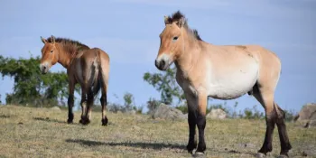 � Hustai National Park/Divulga��o