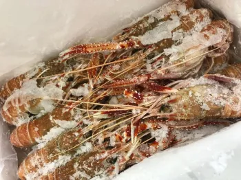 Foto: Divulga��o/Minist�rio da Pesca e Aquicultura