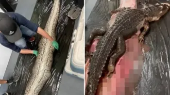 Bi�loga famosa conta hist�ria mais surreal vivida na Fl�rida: p�ton de 5,5 m suspeita de ter devorado mulher (Foto: Reprodu��o/Instagram)