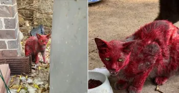 'Gata vermelha' que provocou alerta em cidade nos EUA � apelidada de L�cifer na web Foto: Reprodu��o/Facebook
