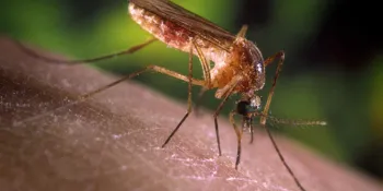 Bras�lia (DF), 01/10/2024 - Mosquito pernilongo e muri�oca Culex. Foto: Fiocruz/Divulga��o