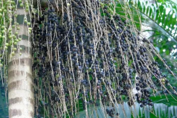 Palmeira e frutos de ju�ara. (Foto: Reprodu��o)