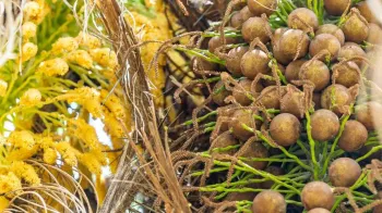Maca�ba, fruta nativa brasileira usada para biocombust�veis