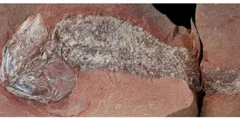 O f�ssil, encontrado em Alto Gar�as, MT, est� excepcionalmente preservado. Foto: Journal of South American Earth Sciences/ Divulga��o