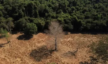 Depois da COP17, Brasil � cobrado a efetivar metas de restaura��o