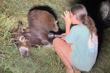 RIP HeeHaw