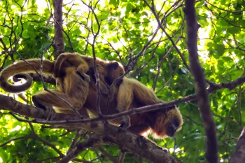 A m�e Pequi e seu filhote Bacuri. Cr�dito: Sau� Consultoria Ambiental
