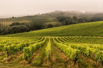 Vinhos Piccini Chianti e Collezione Oro, da Bodegas Grupo Wine