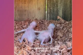 Dois filhotes de arara-canind� ganharam um ninho artificial ap�s a queda da palmeira onde viviam. (Foto: Reprodu��o)