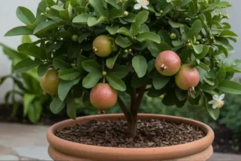 Goiabeira-an� cabe em vaso e produz frutas doces em pouco espa�o. Foto: Arquivo da internet