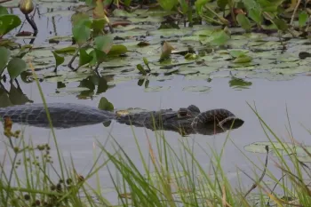 Sucuri se enrola no focinho de jacar� durante ataque no Pantanal. Foto: Reprodu��o/V�deo