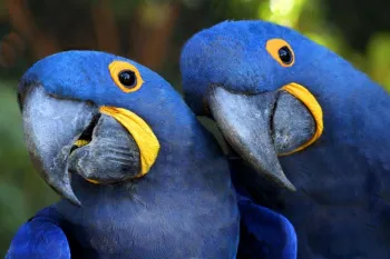 Arara-Azul vive em grupos e � considerada vulner�vel � extin��o. (Foto: Reprodu��o)