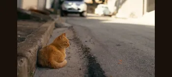 Imagem ilustrativa da s�rie documental Os Gatos da Casa Abandonada