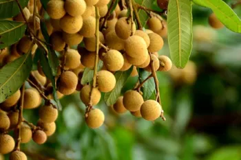 Fruta Longan pode ser uma op��o para produtores brasileiros. (Foto: Reprodu��o)