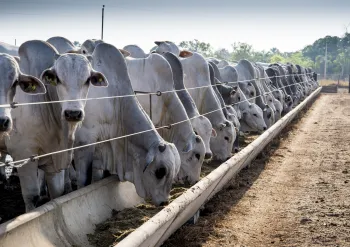 O confinamento terceirizado � indicado para propriedades de todos os tamanhos e depende da estrat�gia de produ��o e do fluxo de caixa