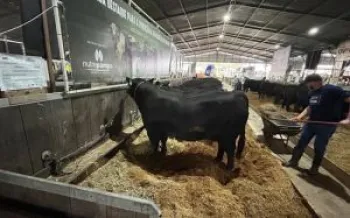 Foto: Divulga��o / Sinergia Animal Brasil, via DeProp�sito Comunica��o de Causas
