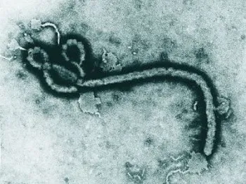 V�rus ebola - Divulga��o