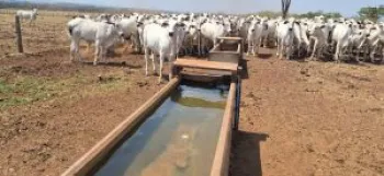 Propriedades do insumo podem afetar a sa�de, ganho de peso e desempenho dos animais