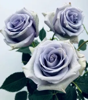 As primeiras rosas azuis do mundo. Foto: Suntory Global Innovation Center