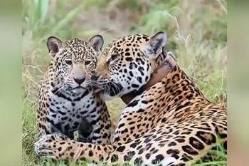 Pantanal � cen�rio de cena de amor entre m�e e filhote (Foto: Fagner Roque de Almeida)