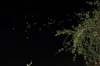 Olhos de jacar�s refletem a luz do farol durante a passagem do casal pela Transpantaneira