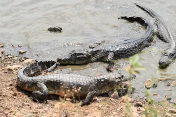 Jacar�s foram flagrados em cena inusitada no Pantanal. Foto: Reprodu��o/Instagram/Sanne?