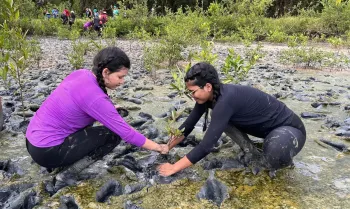 � Projeto Mangues da Amaz�nia/Divulga��o