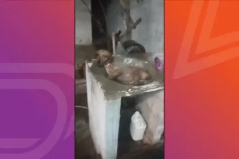 Cachorro Bob Marley tomou banho de tanque para amenizar calor. Foto: Reprodu��o