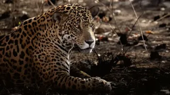 Um exemplar macho de on�a-pintada, deitado sobre vegeta��o que pegou fogo no Pantanal Sul, em Miranda